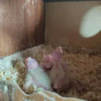 جفت عروس هلندی مولد با جوجه|پرنده|تهران, نازی‌آباد|دیوار