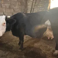 گوساله و گاو تلیسه