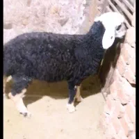 بره ماده ((جنس درجه یک))