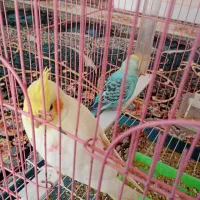 پرنده|پرنده|گرگان, |دیوار