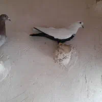 کبوتر|پرنده|اقبالیه, |دیوار