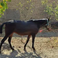 اسب مادیان همراه با کره قاطر|اسب و تجهیزات اسب‌سواری|شیروان (خراسان), |دیوار