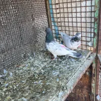 یه جفت پاکستانی|پرنده|سمنان, |دیوار