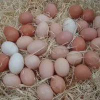 تخم مرغ بومی ارگانیک