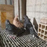 کبوتر نوک ریز قددار