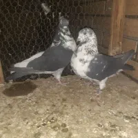 ۵جفت قناری|پرنده|کاشان, باغ ماجد|دیوار