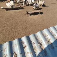 بره‌نروماده‌چاق|حیوانات مزرعه|خرامه, |دیوار