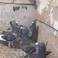 کبوتر|پرنده|گنبد کاووس, |دیوار