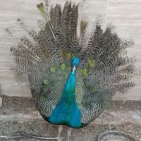 فروش طاووس هندی