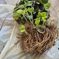 نشا توت فرنگی