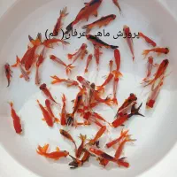 ماهی قرمزعید