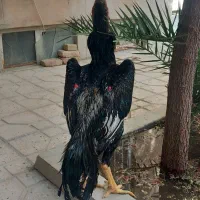 مرغ وخروس اوشامو|حیوانات مزرعه|تهران, نازیآباد|دیوار