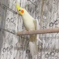 یک جفت عروس هلندی