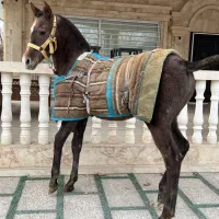 اسب مادیان با کره و کره از سهیل حیدر|اسب و تجهیزات اسبسواری|شهریار, شهرک امیریه|دیوار
