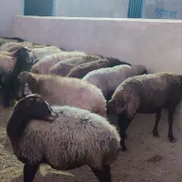 میش داشتی