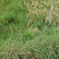 فروش زمین کشاورزی