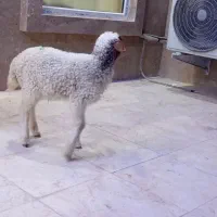 بره گوسفند بز