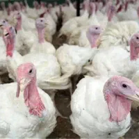 بوقلمون گوشتی