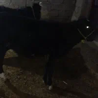 فروش گوساله|حیوانات مزرعه|بلبان آباد, |دیوار