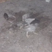 مرغ و خروس|حیوانات مزرعه|زاهدان, |دیوار