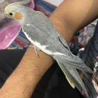 عروس هلندی|پرنده|بندرعباس, |دیوار