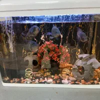 آکواریوم بهمراه ماهی و تمامی امکانات لازم
