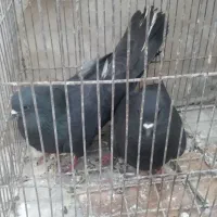 کبوتر