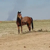 اسب مادیون برا فروش