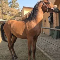 اسب عرب|اسب و تجهیزات اسب‌سواری|کوهسار (البرز), |دیوار