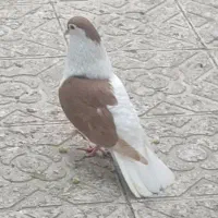 کبوتر یا کفتر جوجه کشی ساده و چپ افغانی