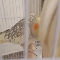 عروس هلندی سالم دستی|پرنده|طرقبه, |دیوار