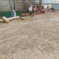 تخم مرغ نطفه دار گلین طوسی فول کیفیت|حیوانات مزرعه|اصفهان, نیروگاه|دیوار