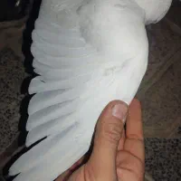 جوجه کبوتر شیخ|پرنده|فولادشهر, B2|دیوار