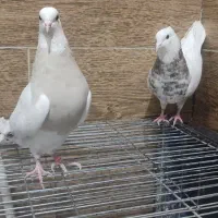 طوقی مامونیه