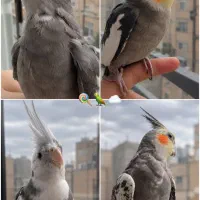 4 تا عروس هلندی همراه قفس بزرگ و وسایل