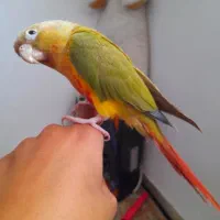 طوطی گرینچیک یلوساید فوق دستی سخنگو، کاسکو ملنگو|پرنده|اصفهان, خانه اصفهان|دیوار
