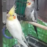 عروس هلندی نر و ماده