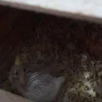 عروس هلندی|پرنده|شوشتر, |دیوار