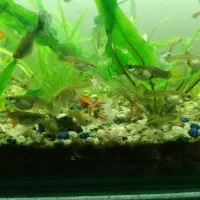 فروش ماهی گوپی مولد انواع نژاد