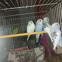 مرغ عشق|پرنده|نقده, |دیوار