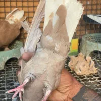 چهار جفت دمسفید با چپ سیا|پرنده|زرند, |دیوار