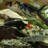 ماهی اکواریوم شارک دم قرمز