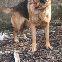 ژرمن ماده درجه یک