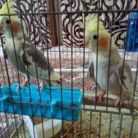 عروس هلندی|پرنده|اصفهان, همت‌آباد|دیوار
