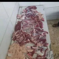 گوسفند و گوساله زنده با پرواربندی گوشت دار|حیوانات مزرعه|تهران, سبلان (لشگر)|دیوار