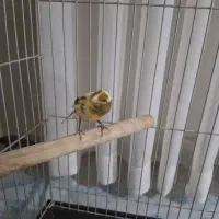 قناری چند ماهه کوچیک سرحال و زبرو زرنگ|پرنده|کرج, حصارک پایین|دیوار