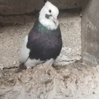 کبوتر|پرنده|برازجان, |دیوار