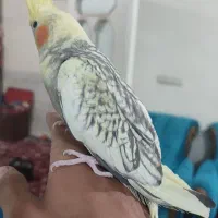 عروس هلندی|پرنده|پاکدشت, خاتون آباد|دیوار