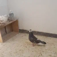 کفتر پرشی|پرنده|فردیس, شهرک ناز|دیوار