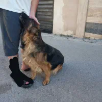 ژرمن شولاین ماده مو بلند